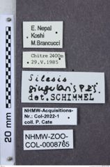 Etiketten zu Silesis singularis (NHMW-ZOO-COL-0008765)